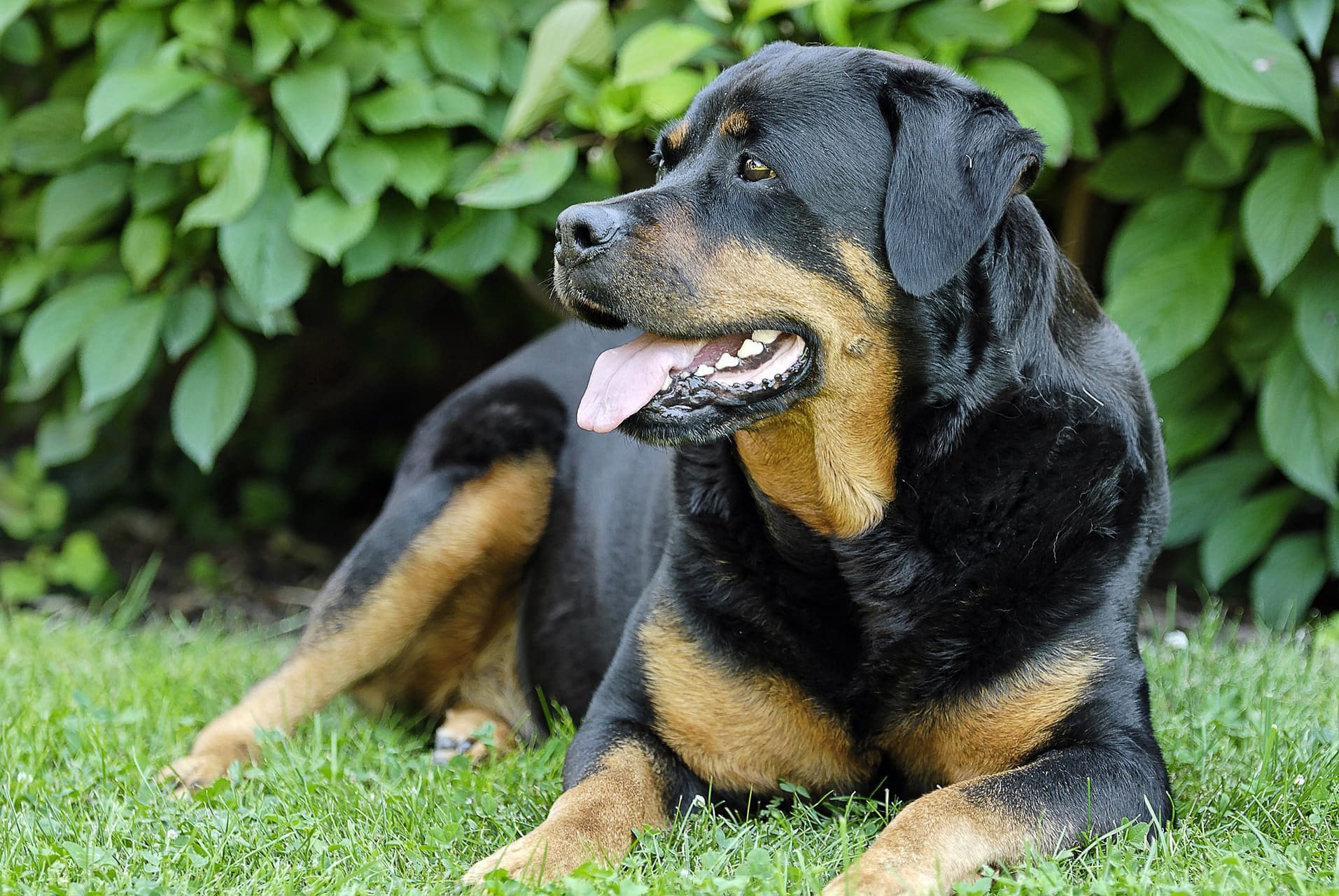 Rottweiler adulte couché dans un jardin, truffe et regard calmes