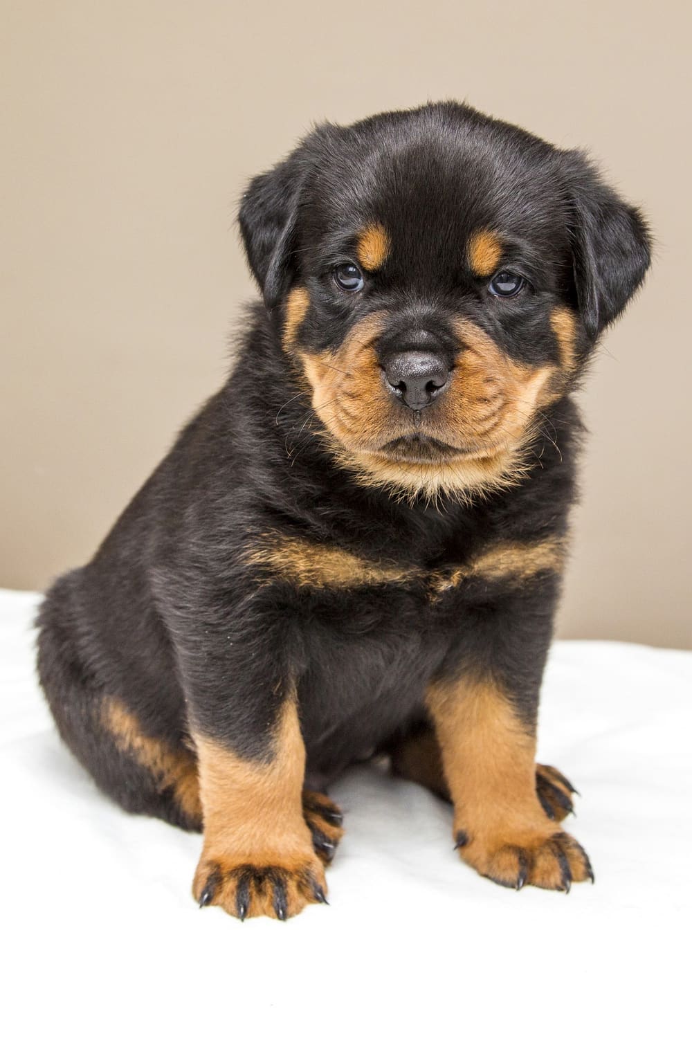 Chiot rottweiler assis, regard attentif