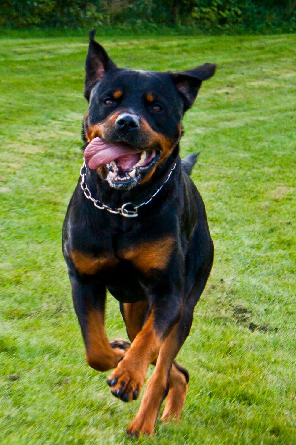 Rottweiler adulte courant dans un champ, oreilles au vent