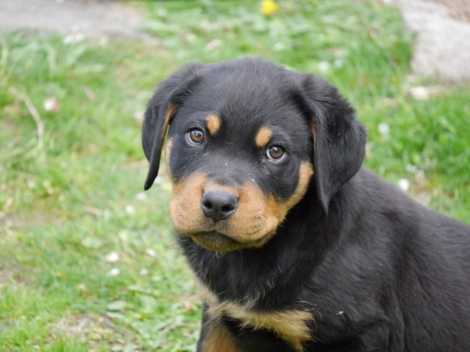 Chiot rottweiler de deux mois dans l'herbe